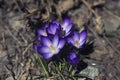 Crocus, beautiful purple mountain flower Royalty Free Stock Photo