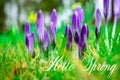 Crocus. Beautiful spring flowers and text. Hello spring