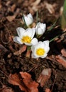 Welcome spring! Crocus. Rock plants in April. Flowers close-up.