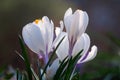 Crocus. Beautiful white-purple crocus flowers bloom in spring Royalty Free Stock Photo
