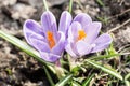 Crocus - blomming flowers. saffron. Royalty Free Stock Photo