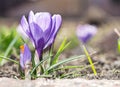Crocus. Royalty Free Stock Photo