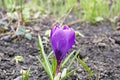 Crocus bloom