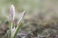 Crocus bloom in the meadow in early spring