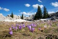 Crocus bloom at spring