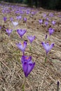 Crocus bloom at spring Royalty Free Stock Photo