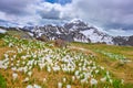 Crocus bloom in spring when snow melts in the mountains