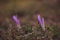 a bee sitting on the crocus bloomed in the meadow. Colchicum autumnale purple wild flower in sunlight Royalty Free Stock Photo