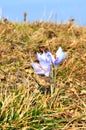 Crocus blooming Royalty Free Stock Photo