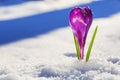 Crocus - blooming purple flower making their way from under the snow in early spring, closeup Royalty Free Stock Photo