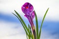 Crocus - blooming purple flower making their way from under the snow in early spring, closeup Royalty Free Stock Photo