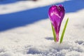 Crocus - blooming purple flower making their way from under the snow in early spring Royalty Free Stock Photo