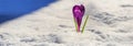 Crocus - blooming purple flower making their way from under the snow in early spring Royalty Free Stock Photo