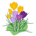 Crocus blooming - yellow and purple spring flowers Royalty Free Stock Photo