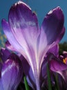 Crocus blossom Royalty Free Stock Photo