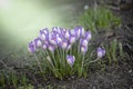 Crocus blossom, crocuses (Crocus) as a still life, close-up and detailed view Royalty Free Stock Photo