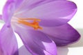 Crocus blossom