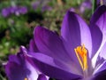 Crocus blossom with flower-bed Royalty Free Stock Photo