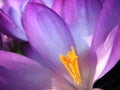 Crocus blossom inside Royalty Free Stock Photo