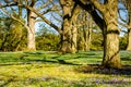 Crocus Blossoms - Longwood Gardens - PA