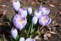 Crocus bright purple snowdrop in a flowering park on a sunny spring day