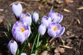 Crocus bright purple snowdrop in a flowering park on a sunny spring day