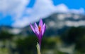 Crocus bright violet spring flower, mountains and blue sky on th