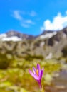 Crocus bright violet spring flower, mountains and blue sky on th
