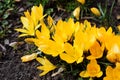 Crocus bright yellow snowdrop in a flowering park on a sunny spring day