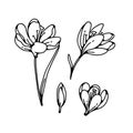 Crocus bud and bloom flower spring primroses set outline black white sketch illustration. Royalty Free Stock Photo