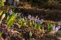 Crocus bed Royalty Free Stock Photo