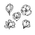 Crocus bud flower spring primroses set outline black white sketch illustration. Royalty Free Stock Photo