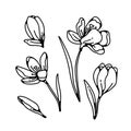 Crocus bud and flower spring primroses set outline black white sketch illustration. Royalty Free Stock Photo