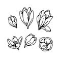 Crocus bud flowers spring primroses set outline black white sketch illustration. Royalty Free Stock Photo