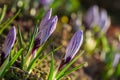 Crocus bed at sunshine Royalty Free Stock Photo