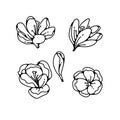 Crocus buds flower spring primroses set outline black white sketch illustration. Royalty Free Stock Photo