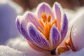 Crocus bulb blooming in snow, first spring flower. Close up macro view. Generative AI Royalty Free Stock Photo