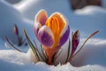 Crocus bulb blooming in snow, first spring flower. Close up macro view. Generative AI Royalty Free Stock Photo