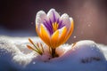 Crocus bulb blooming in snow, first spring flower. Close up macro view. Generative AI Royalty Free Stock Photo