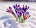 Crocus bulb blooming in snow, first spring flower. Generative AI Royalty Free Stock Photo
