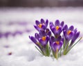 Crocus bulb blooming in snow, first spring flower. Generative AI Royalty Free Stock Photo