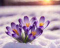 Crocus bulb blooming in snow, first spring flower. Generative AI Royalty Free Stock Photo