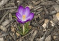 Crocus