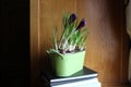 Violet crocuses planted in pot