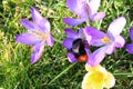 Crocus with a bumblebee queen Royalty Free Stock Photo
