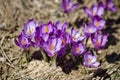 Crocus in the Carpathian mountains Royalty Free Stock Photo