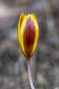 Crocus Chrisanthus Gipsy Girl yellow flower Royalty Free Stock Photo