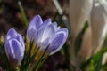 Crocus chrysanthus - Blue Pearl Royalty Free Stock Photo