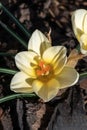 Crocus chrysanthus `Cream Beauty Royalty Free Stock Photo