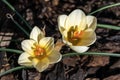 Crocus chrysanthus `Cream Beauty Royalty Free Stock Photo